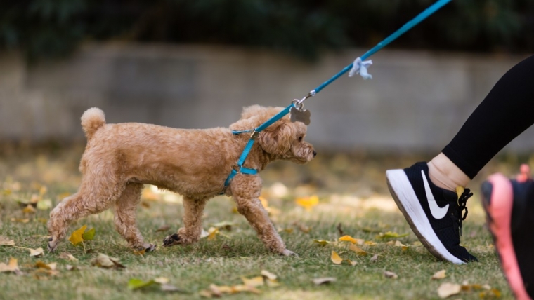 5 consejos para que su perro deje de tirar de la correa