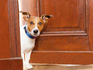 6 tips para que tu perro no le salte a los invitados, COMPROBADO